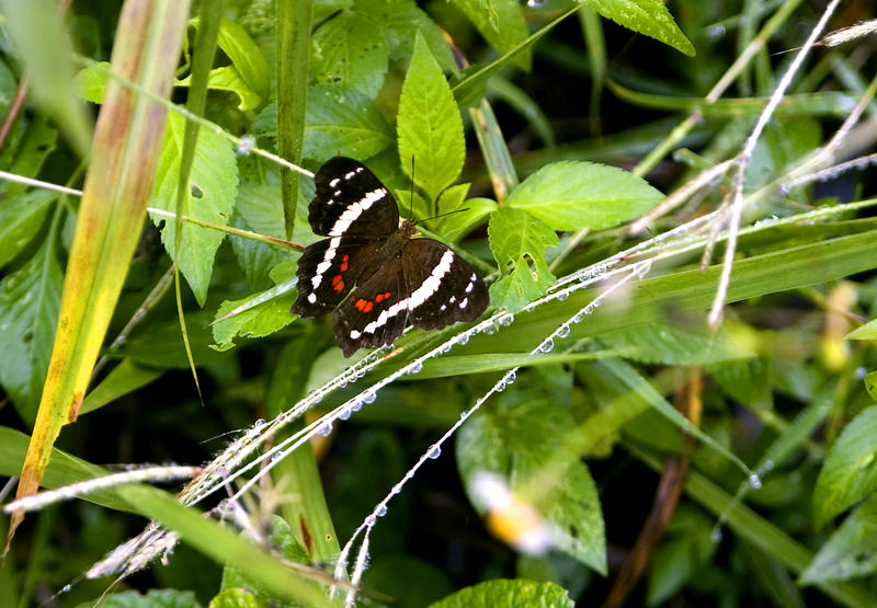 a butterfly resting on a leaf in the rainforest